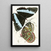 Morpho Helenor - James Duncan — framed artwork on a wall