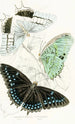 Nymphalis Ethiocles Nymphalis Tiridates - James Duncan — artwork view