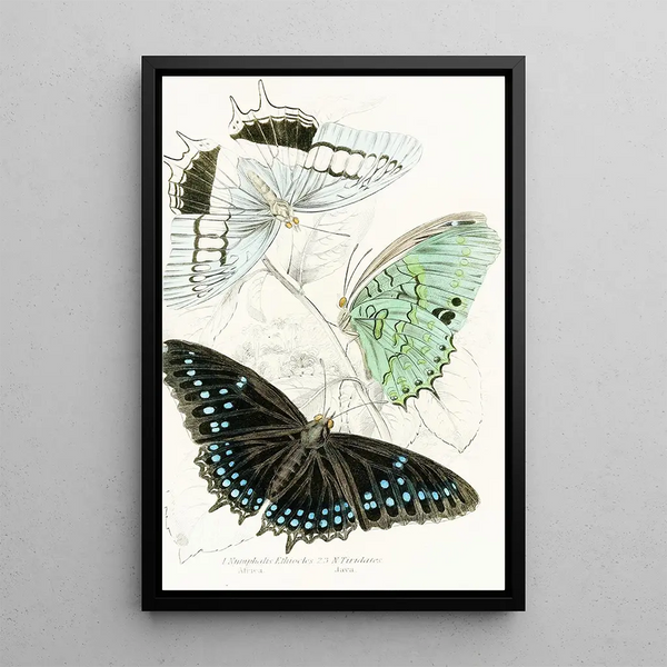 Nymphalis Ethiocles Nymphalis Tiridates - James Duncan — framed artwork on a wall