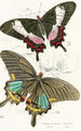 Papilio Ascanius Pap Paris - James Duncan — artwork view