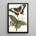 Papilio Ascanius Pap Paris - James Duncan — framed artwork on a wall