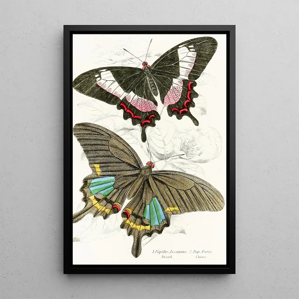 Papilio Ascanius Pap Paris - James Duncan — framed artwork on a wall