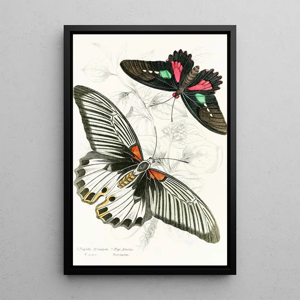 Papilio Memnon Pap Aeneas - James Duncan — framed artwork on a wall