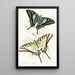 Papilio Protesilaus Pap Sinon - James Duncan — framed artwork on a wall