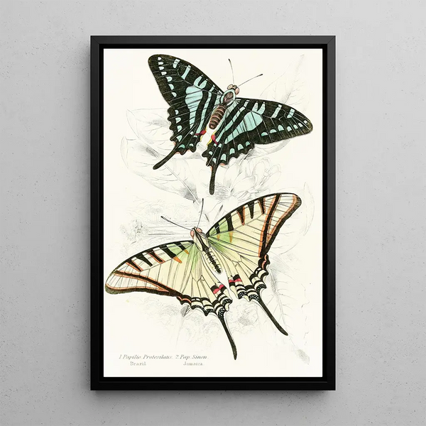 Papilio Protesilaus Pap Sinon - James Duncan — framed artwork on a wall
