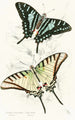 Papilio Protesilaus Pap Sinon - James Duncan — artwork view