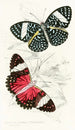 Peridromia Arethusa Peridromia Amphinome - James Duncan — artwork view