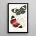 Peridromia Arethusa Peridromia Amphinome - James Duncan — framed artwork on a wall