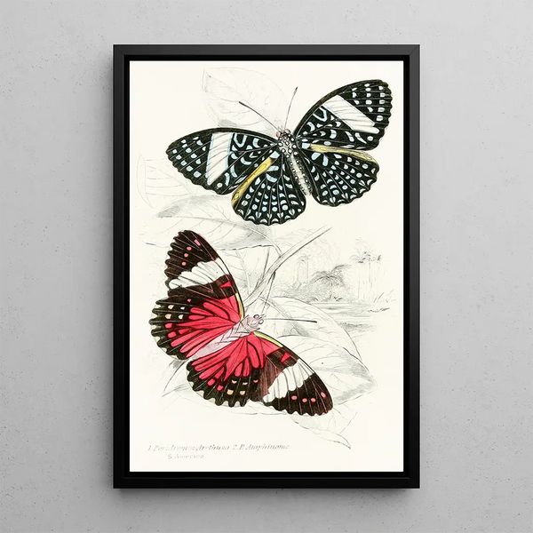 Peridromia Arethusa Peridromia Amphinome - James Duncan — framed artwork on a wall