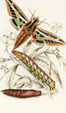 Philampelus vitis - James Duncan — artwork view