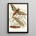 Philampelus vitis - James Duncan — framed artwork on a wall