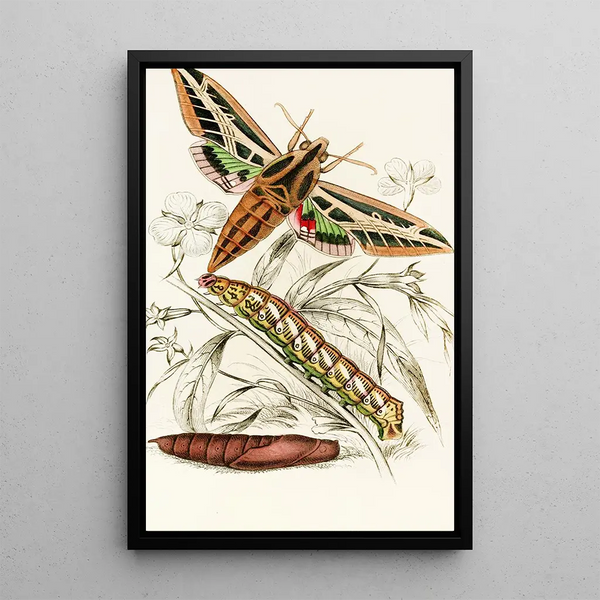 Philampelus vitis - James Duncan — framed artwork on a wall