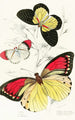 Pieris Belisama Anthocharis Danai Iphias Leucippe - James Duncan — artwork view
