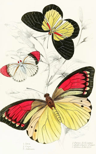 James Duncan - Pieris BelisamaAnthocharis DanaiIphias Leucippe.webp