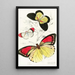 Pieris Belisama Anthocharis Danai Iphias Leucippe - James Duncan — framed artwork on a wall