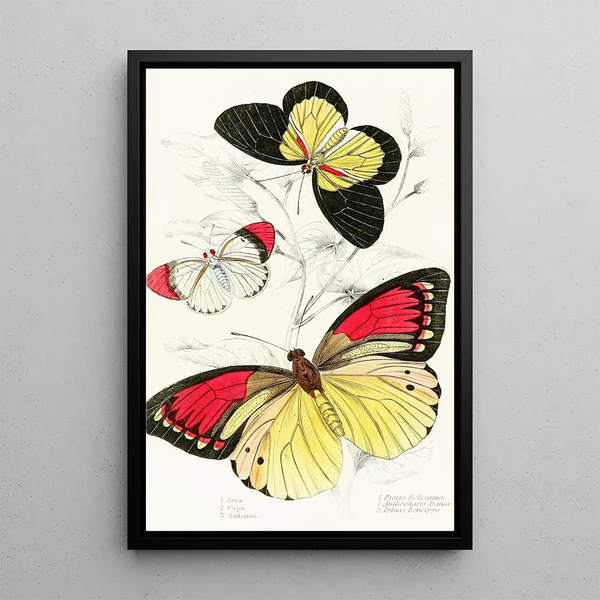 Pieris Belisama Anthocharis Danai Iphias Leucippe - James Duncan — framed artwork on a wall