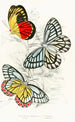 Pieris Epicharis Pieris Philyra - James Duncan — artwork view