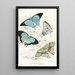 Polyommatus Marsyas Polyommatus Endymion - James Duncan — framed artwork on a wall