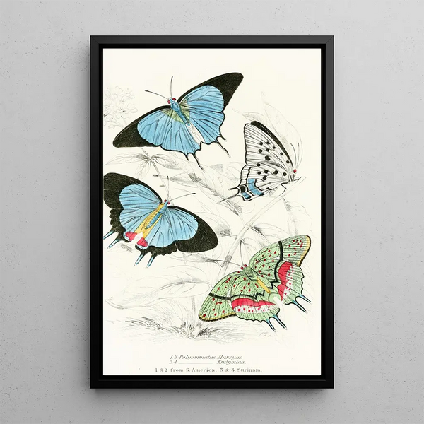 Polyommatus Marsyas Polyommatus Endymion - James Duncan — framed artwork on a wall