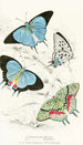 Polyommatus Marsyas Polyommatus Endymion - James Duncan — artwork view