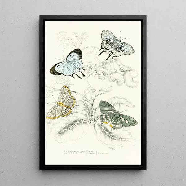 Polyommatus Venus Polyommatus Achaeus - James Duncan — framed artwork on a wall