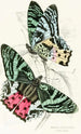 Rhipheus Dasycephalus - James Duncan — artwork view