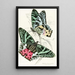 Rhipheus Dasycephalus - James Duncan — framed artwork on a wall