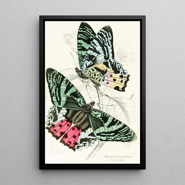 Rhipheus Dasycephalus - James Duncan — framed artwork on a wall