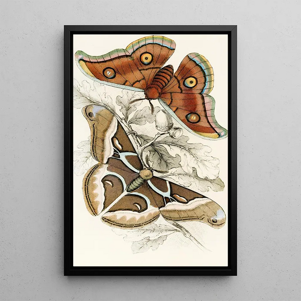 Saturnia Cynthia Saturnia Mylitta - James Duncan — framed artwork on a wall