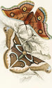 Saturnia Cynthia Saturnia Mylitta - James Duncan — artwork view
