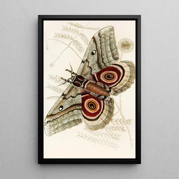 Saturnia Isis - James Duncan — framed artwork on a wall