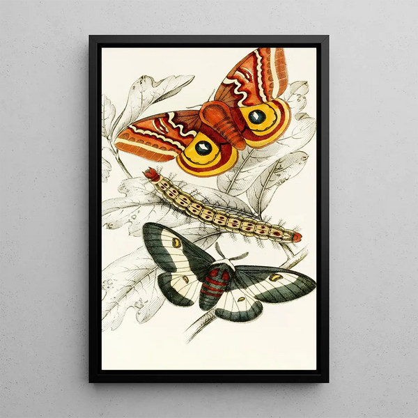 Saturnia Maia Aglia Io - James Duncan — framed artwork on a wall