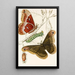 Saturnia Prometheus Painting - James Duncan — framed artwork on a wall