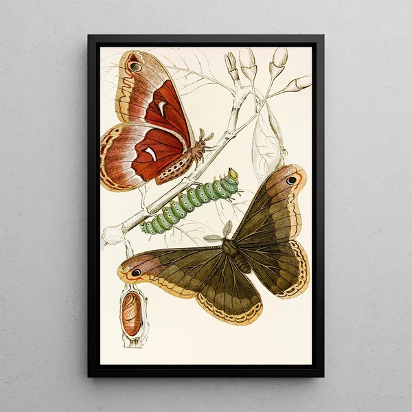 Saturnia Prometheus Painting - James Duncan — framed artwork on a wall
