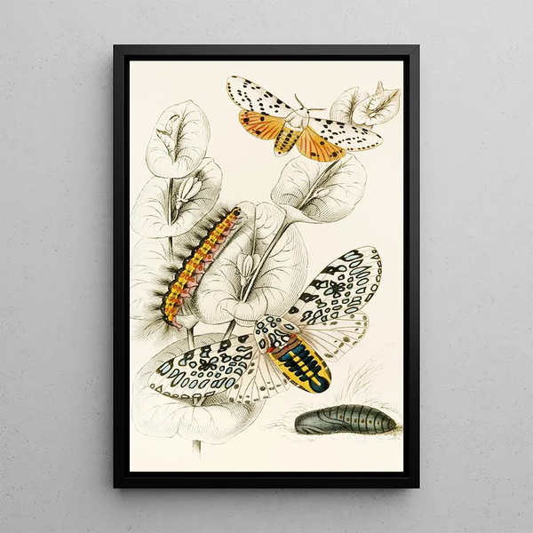 Spilosoma aerea Arctia oculatissima - James Duncan — framed artwork on a wall