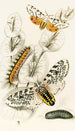 Spilosoma aerea Arctia oculatissima - James Duncan — artwork view