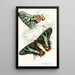 Thaliura Rhipheus - James Duncan — framed artwork on a wall