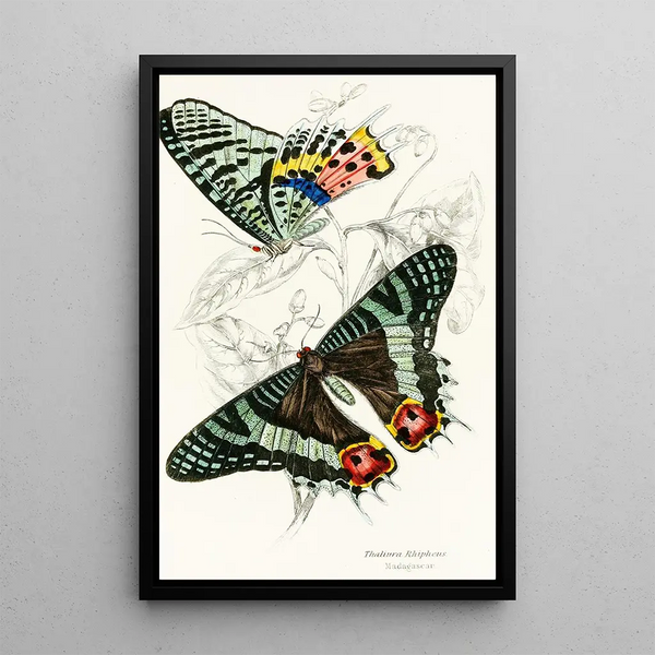 Thaliura Rhipheus - James Duncan — framed artwork on a wall