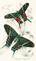 Urania Sloanus Urania Leilus - James Duncan — artwork view