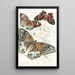 Vanessa Juliana Vanessa Amathea Vanessa Orithya - James Duncan — framed artwork on a wall
