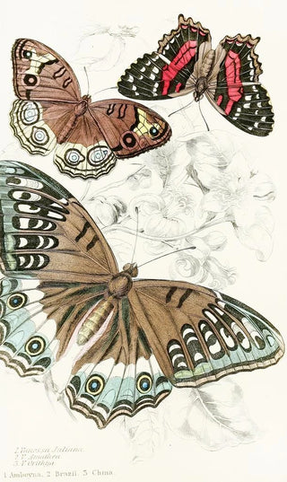 James Duncan - Vanessa JulianaVanessa Amathea Vanessa Orithya.webp