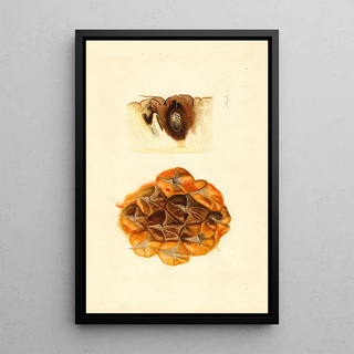 James Marion Shull - Ananas comosus.webp