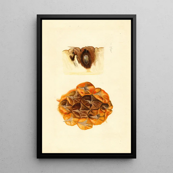 Ananas comosus - James Marion Shull — framed artwork on a wall