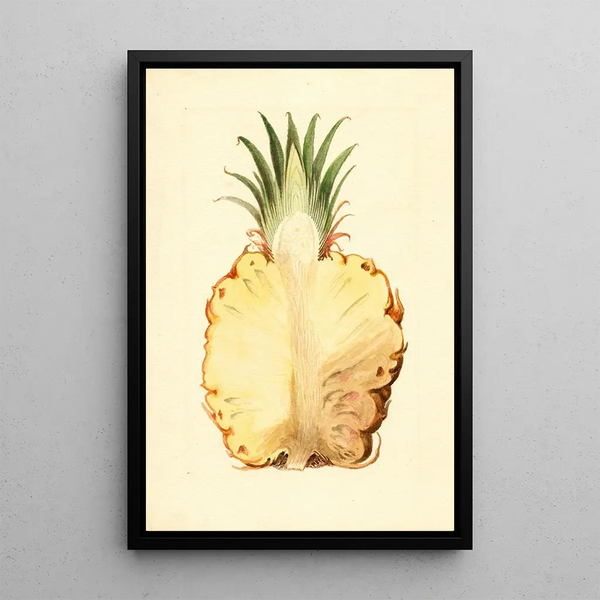 Ananas comosus, pineapple - James Marion Shull — framed artwork on a wall
