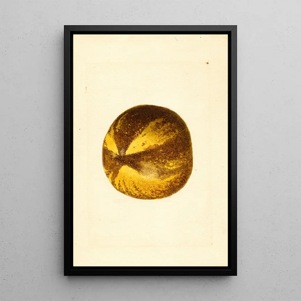 Citrus grandis - James Marion Shull — framed artwork on a wall