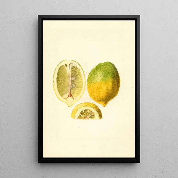 Citrus lemon - James Marion Shull — framed artwork on a wall