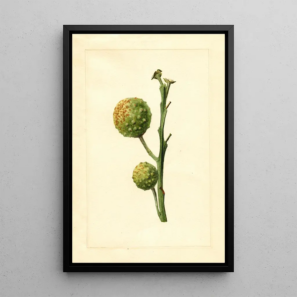 Citrus paradisi - James Marion Shull — framed artwork on a wall