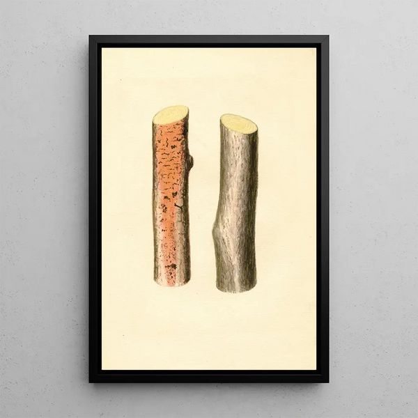 Citrus sinensis - James Marion Shull — framed artwork on a wall
