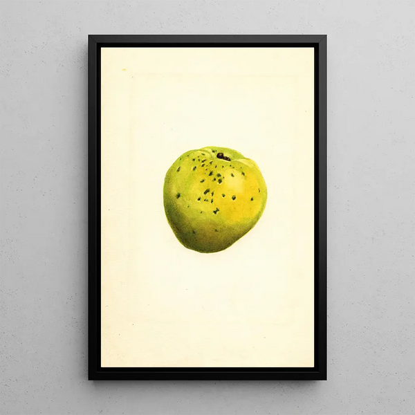 Cydonia oblonga - James Marion Shull — framed artwork on a wall