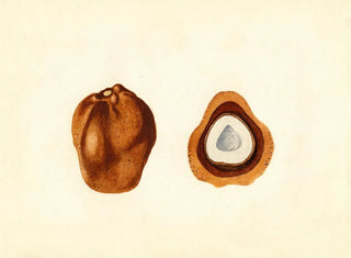 Hyphaene thebaica - James Marion Shull — artwork view